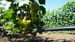 Более 1,4 тыс. тонн винограда собрали в Левокумском округе 