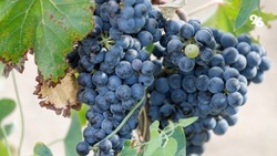 На Ставрополье к зиме подготовили 322 га виноградников 
