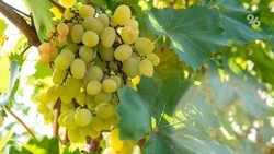 Аграрии Левокумского округа убрали 294 га винограда