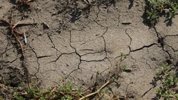 Программу по борье с опустыниванием подготовят на Ставрополье к лету