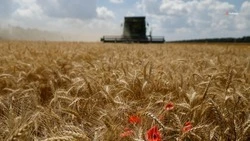 Аграрии Левокумского округа завершили уборочную кампанию