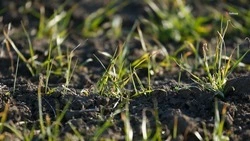 Весенне-полевые работы стартовали на Ставрополье