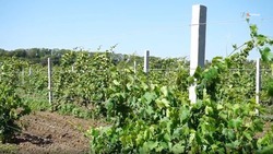 Площади виноградников в Левокумском округе увеличат на 128 га