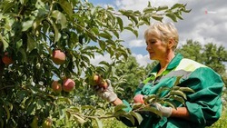Более 444 миллионов рублей господдержки получили ставропольские садоводы с начала года