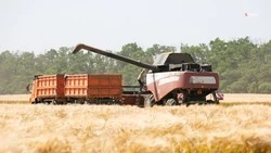 Свыше 860 тыс. зерна собрали на Ставрополье 
