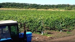 В Левокумском округе приступили к отпашке виноградников