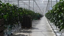 Господдержка позволила нарастить экспорт ставропольской сельхозпродукции в Белоруссию