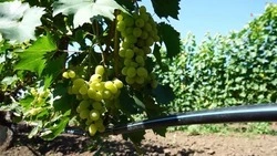 Уборка столового винограда проходит на Ставрополье 