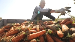 Со ставропольских полей собрали более 60 тыс. тонн овощей