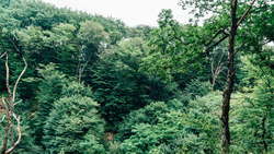 На Ставрополье обследовали около 100 тысяч гектаров защитных лесополос