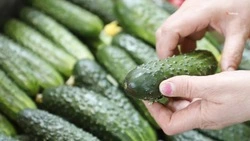 Огурцы, томаты и другие овощи сеют в Левокумском округе