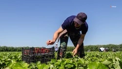Аграрии Ставрополья полностью обеспечены удобрениями для обработки полей 