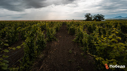 В Левокумском округе заложат новые виноградники 