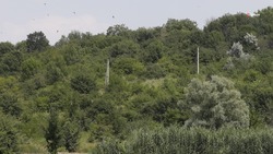 Леса восстановят в засушливых территориях Ставрополья