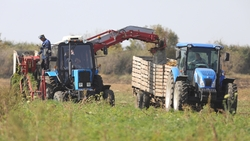 На Ставрополье застраховали более 30% посевных площадей