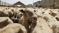 Животноводы Левокумского округа приступили к стрижке овец