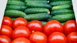 Аграрии Левокумского округа получили господдержку на выращивание овощей открытого грунта