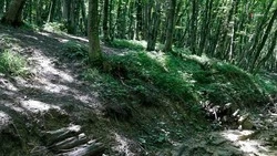 На Ставрополье увеличат площади лесозащитных насаждений