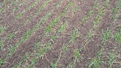 В Левокумском округе специалисты проводят фитомониторинг посевов озимых культур