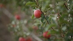 Площади садов нарастят на Ставрополье на 122 га