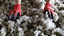 Более 14 тонн шерсти получили овцеводы Левокумского округа