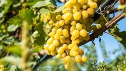 Уборка винограда проходит в трёх хозяйствах Левокумского округа