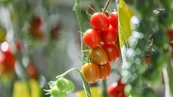 92,7 тыс. тонн тепличных овощей собрали на Ставрополье