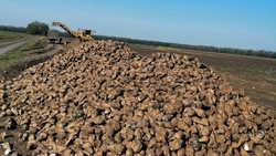 Рекордный урожай сахарной свеклы отмечают на Ставрополье